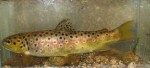 Salmo trutta fario web.jpg
